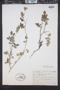 Phacelia congesta image