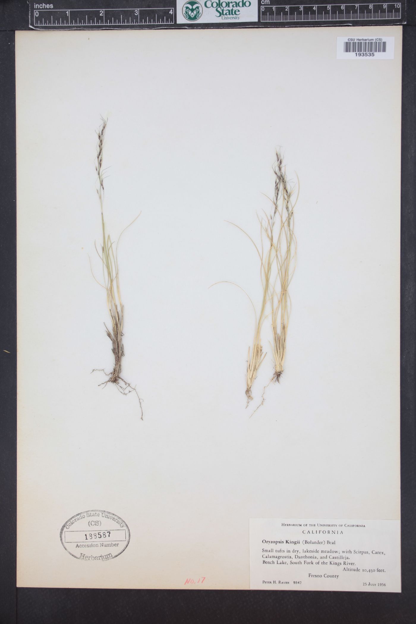 Ptilagrostis kingii image