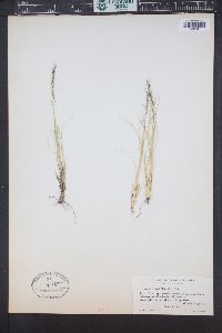 Ptilagrostis kingii image