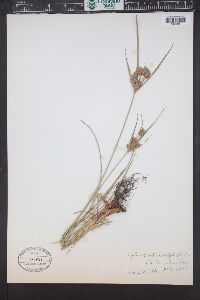 Cyperus schweinitzii image