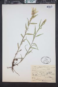 Castilleja septentrionalis image