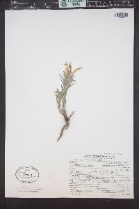 Castilleja sessiliflora image