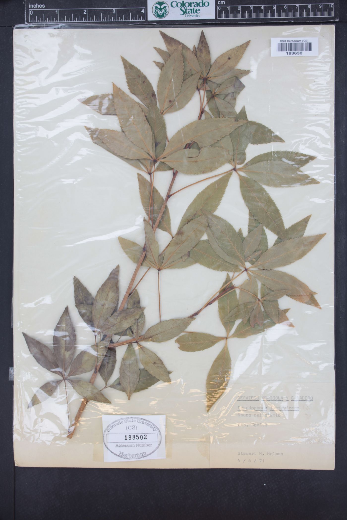 Pseudopanax laetevirens image