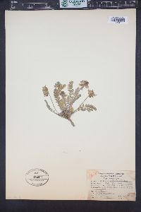 Oxytropis splendens image