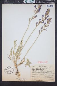 Oxytropis lambertii image