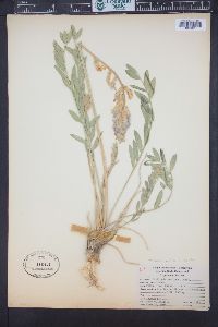 Oxytropis sericea image