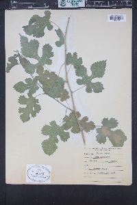 Image Associated With the Occurence