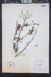 Acacia greggii image