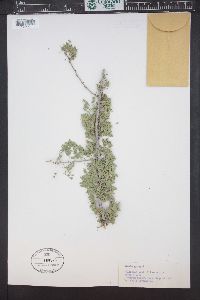 Acacia greggii image