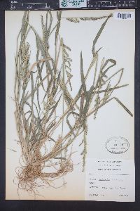 Echinochloa colona image