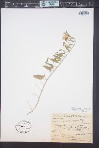 Convolvulus arvensis image