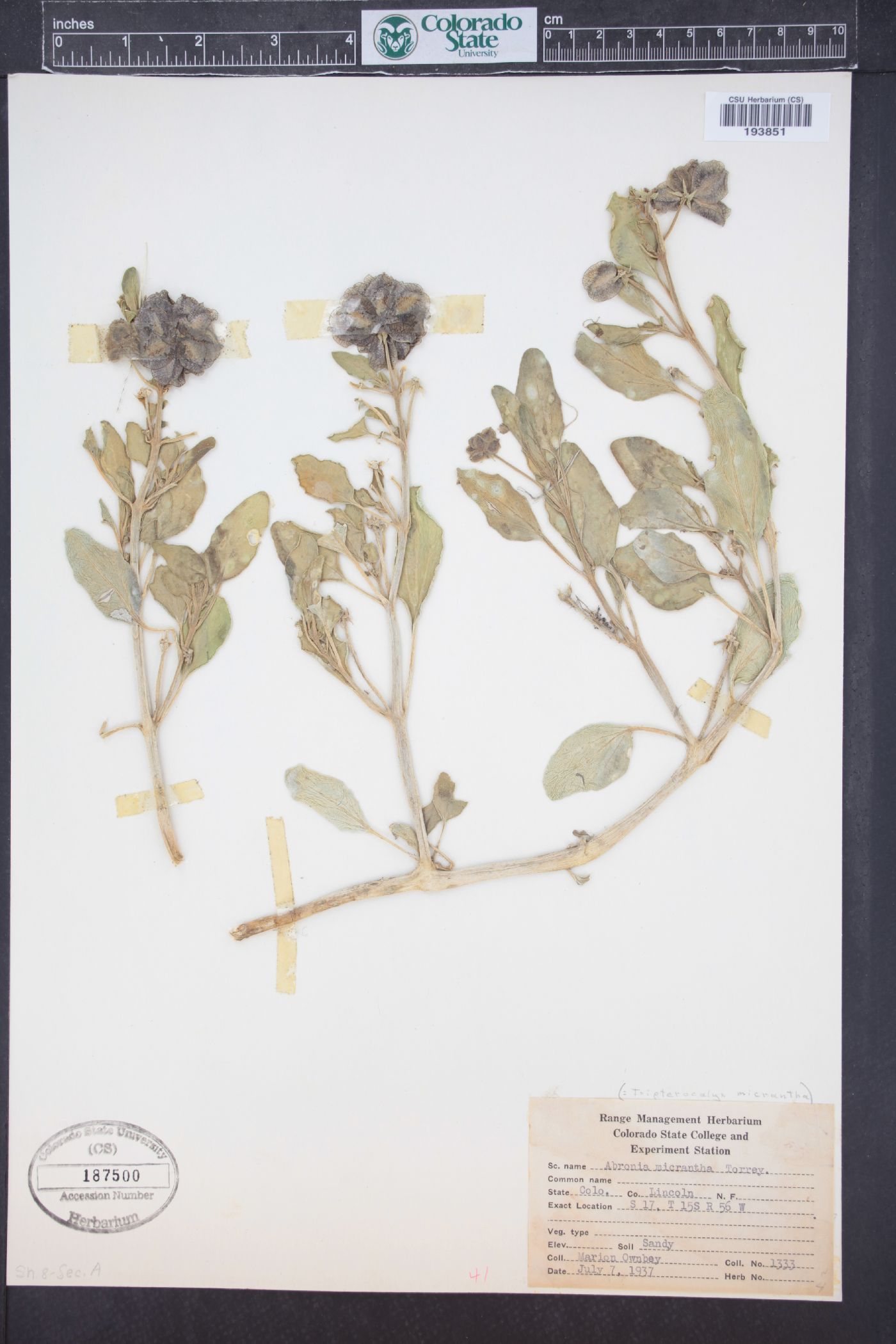 Tripterocalyx micranthus image
