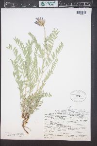 Astragalus laxmannii image