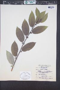 Salix monticola image