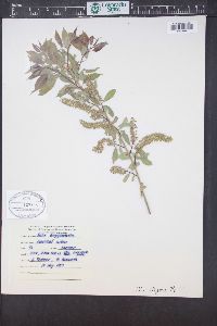 Salix amygdaloides image