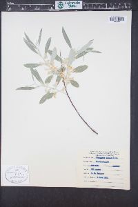 Elaeagnus angustifolia image