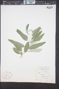 Elaeagnus angustifolia image