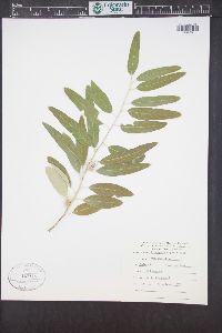 Elaeagnus angustifolia image