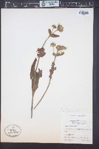 Arnica chamissonis image