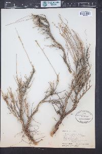 Artemisia arbuscula image