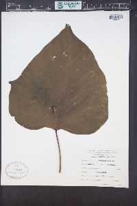 Catalpa speciosa image