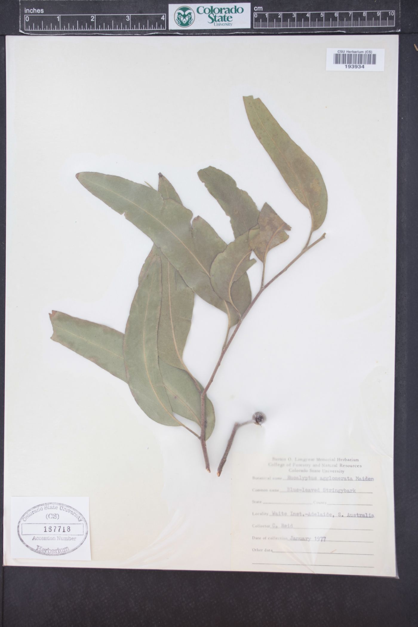 Eucalyptus agglomerata image