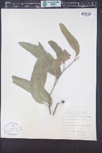 Image of Eucalyptus agglomerata