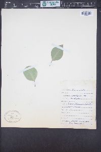 Eucalyptus rudis image