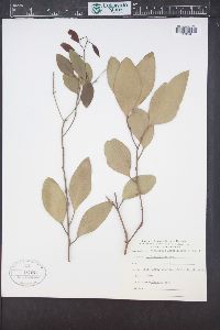 Eucalyptus largiflorens image