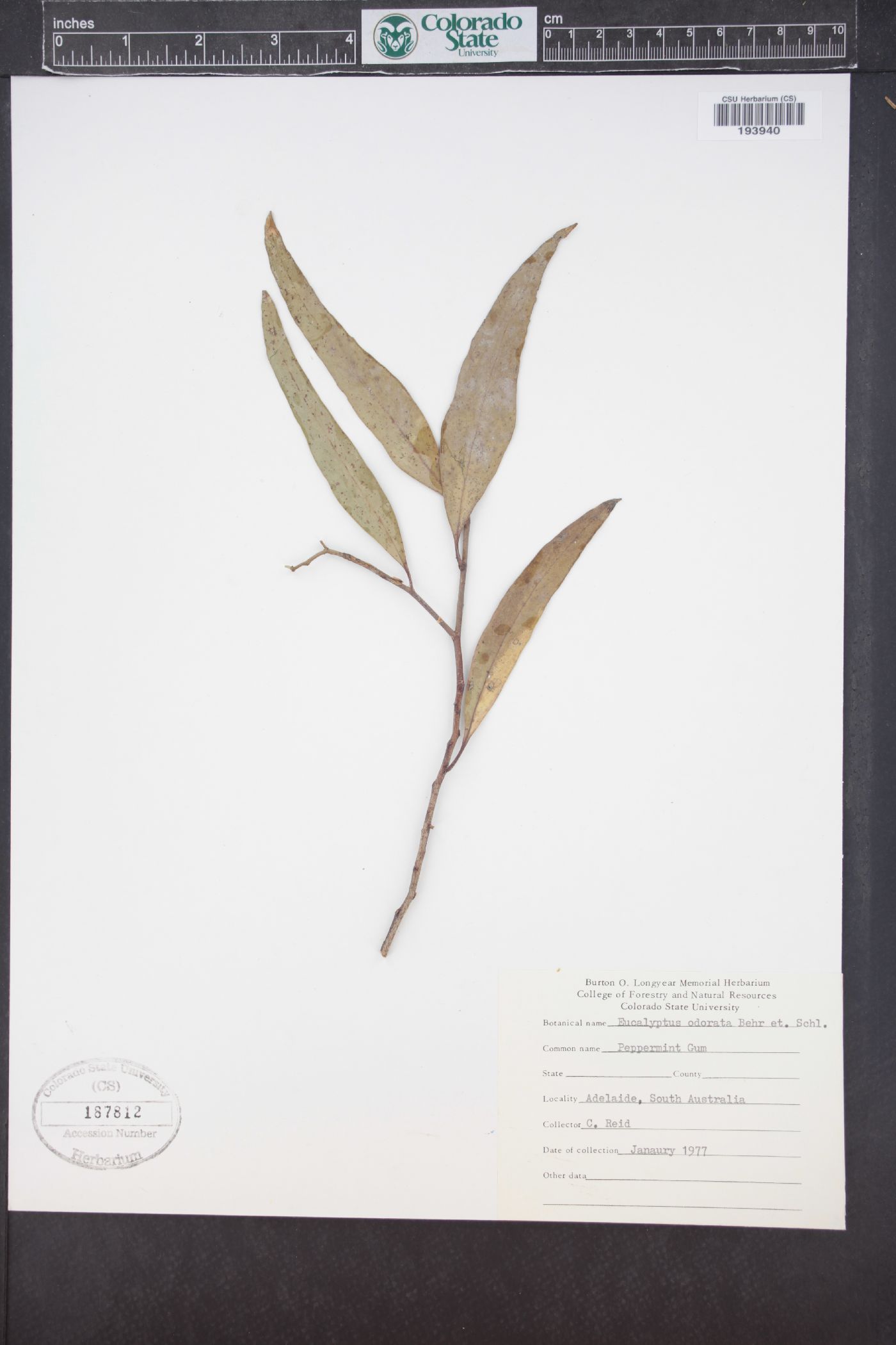 Eucalyptus odorata image