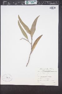 Eucalyptus odorata image