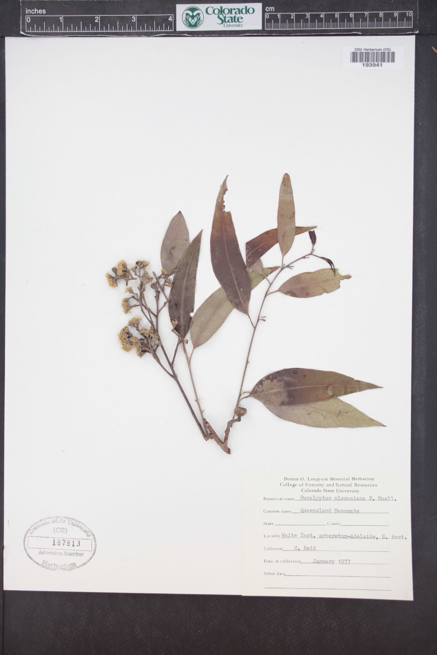 Eucalyptus cloeziana image