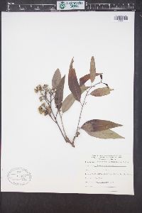 Image of Eucalyptus cloeziana