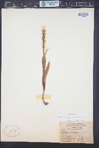 Platanthera aquilonis image