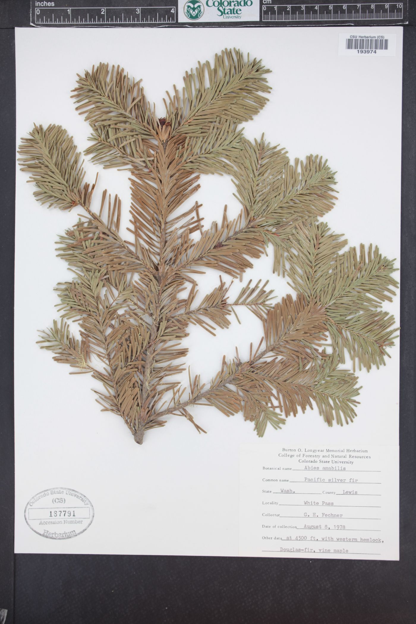 Abies amabilis image