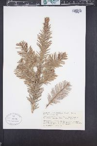 Abies amabilis image