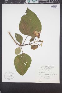 Catalpa speciosa image