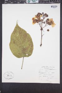 Catalpa speciosa image