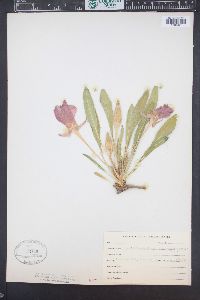 Oenothera cespitosa image