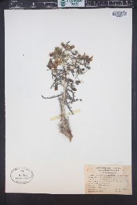 Mentzelia humilis image