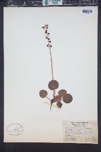 Pyrola asarifolia image