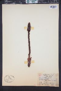 Pterospora andromedea image