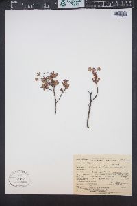 Kalmia microphylla image