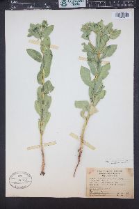 Euphorbia marginata image