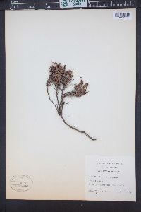 Vaccinium myrtillus image