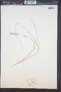 Eragrostis eriopoda image