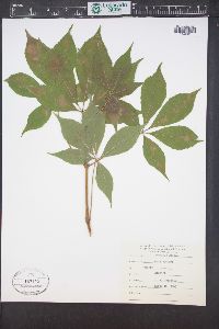 Aesculus glabra image