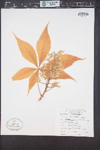 Aesculus glabra image