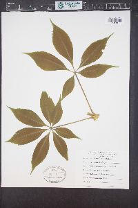 Aesculus glabra image