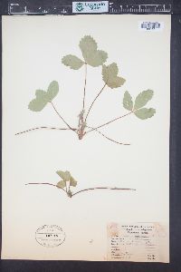 Fragaria vesca subsp. americana image